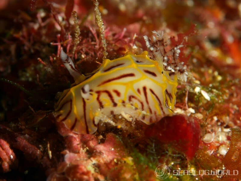 パイナップルウミウシ Halgerda willeyi