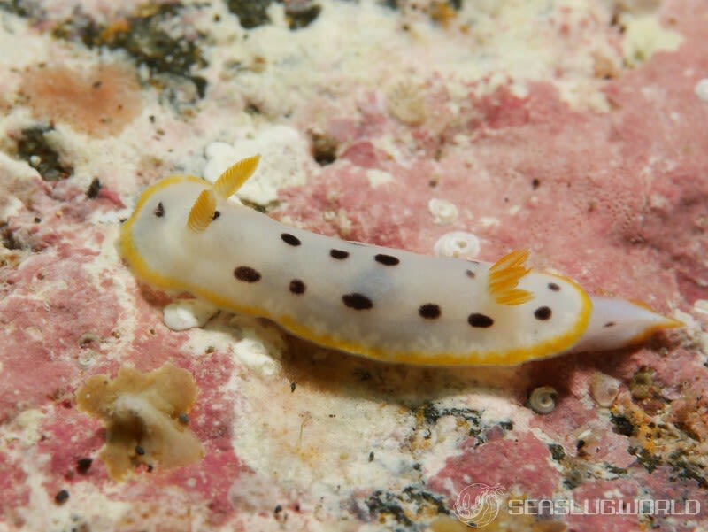 シロウミウシ Chromodoris orientalis