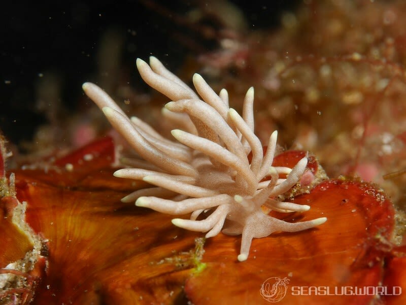 センジュミノウミウシ Phyllodesmium briareum