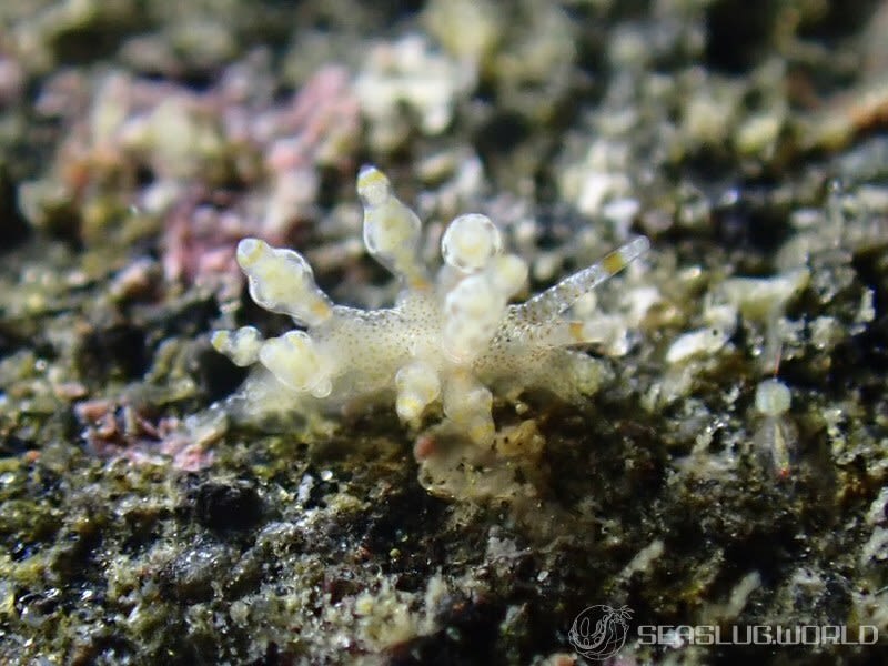 タマガワミノウミウシ Eubranchus cf. leopoldoi