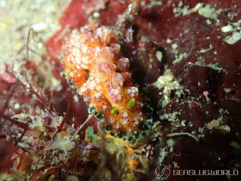 アデヤカイボウミウシ Phyllidiopsis cardinalis