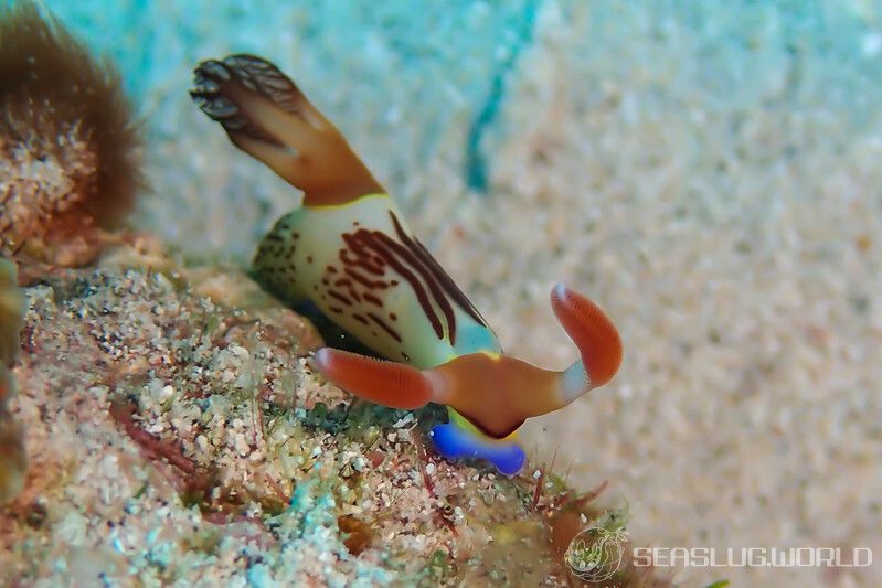 セグロリュウグウウミウシ Nembrotha chamberlaini