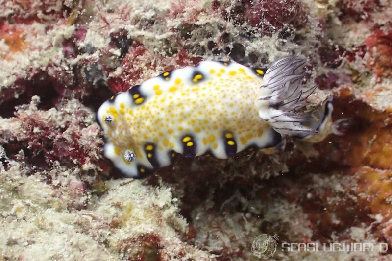 ヒュプセロドーリス・インペリアルス Hypselodoris imperialis