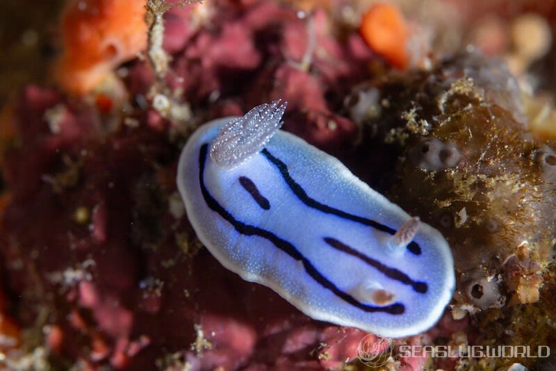 ミゾレウミウシ Chromodoris willani