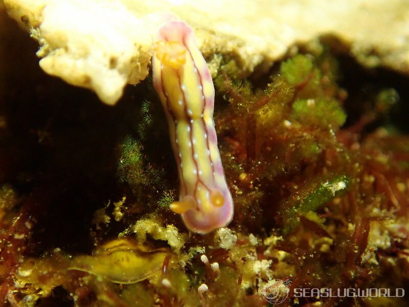 セリスイロウミウシ Hypselodoris cerisae