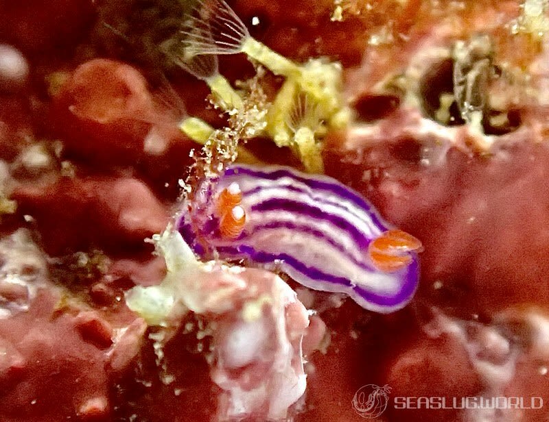 クチナシイロウミウシ Hypselodoris whitei