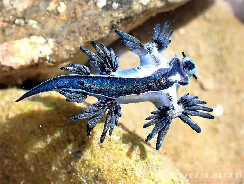 アオミノウミウシ Glaucus atlanticus