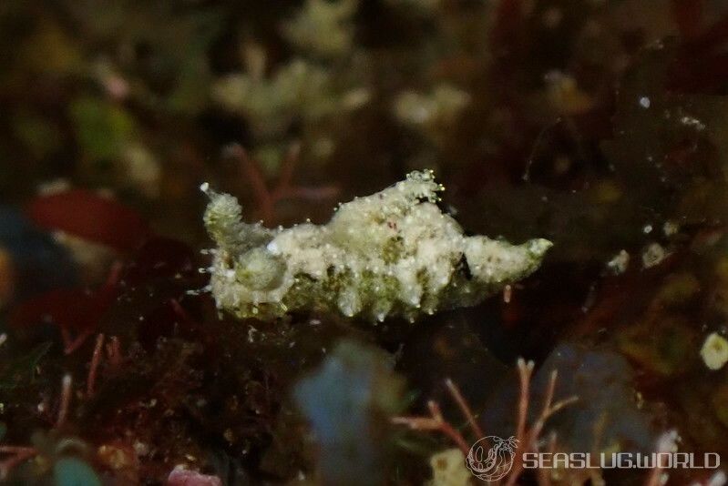 オウカンウミウシ Polycera japonica