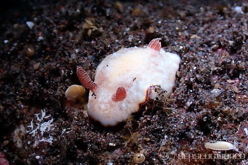 フチドリウサギウミウシ Goniobranchus preciosus