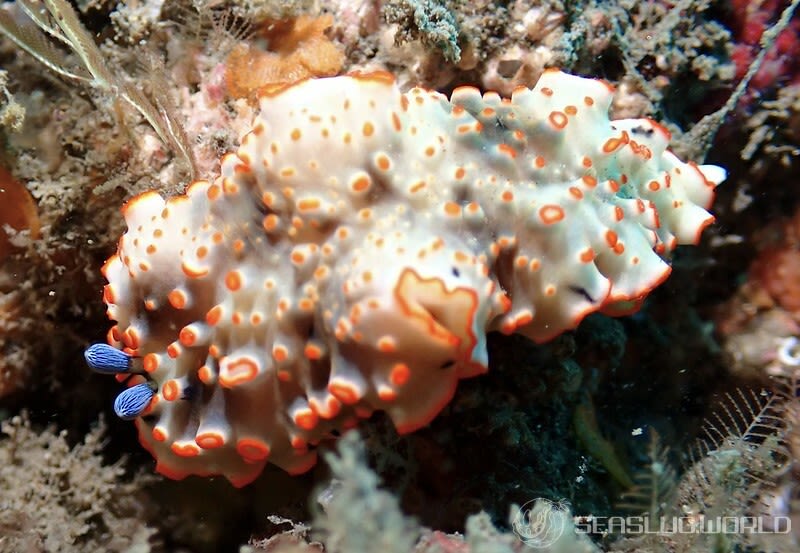 ハナオトメウミウシ Dermatobranchus ornatus