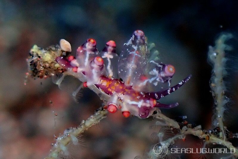 モモイロホリミノウミウシ Eubranchus sp.22