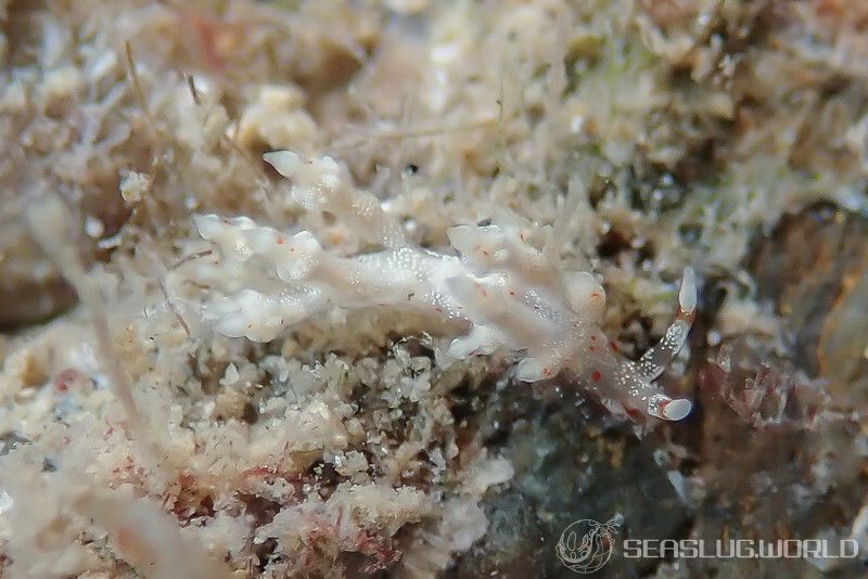 ヒョウタンミノウミウシ Eubranchus sp.10