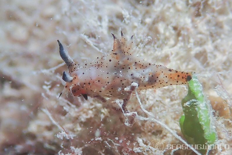 クロゴマフジタウミウシ Polycera sp. 9