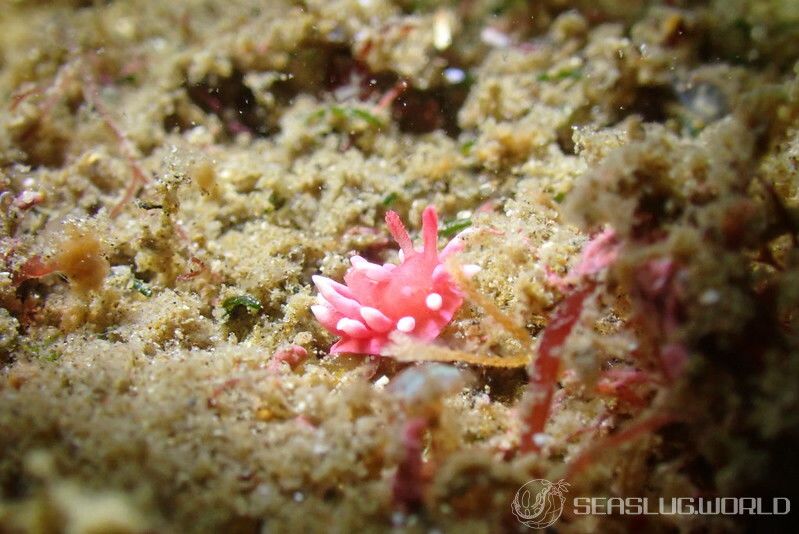 ヒロウミウシ Ceratodoris hiroi