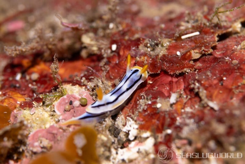 シボリイロウミウシ Chromodoris strigata