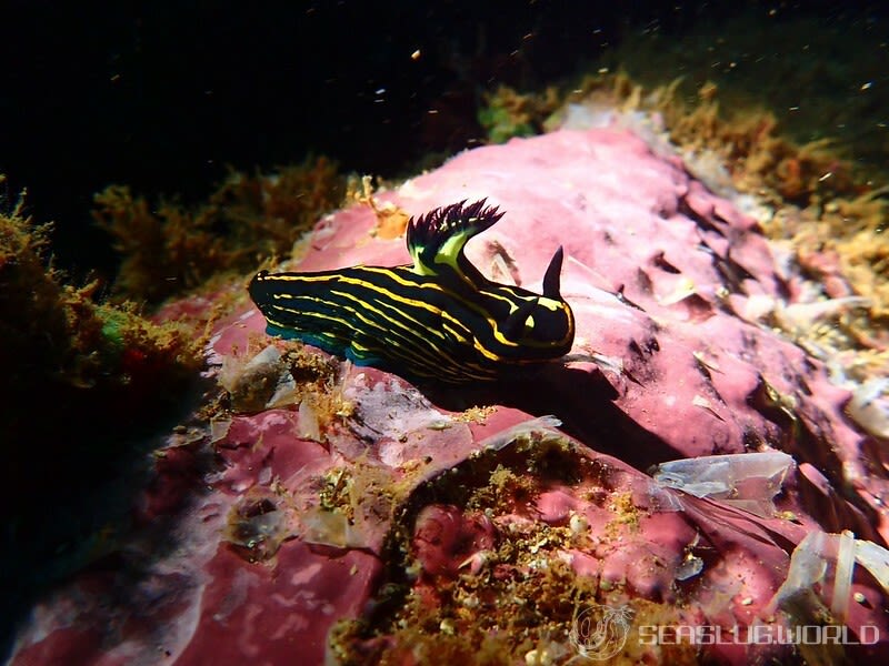 イシガキリュウグウウミウシ Tyrannodoris luteolineata