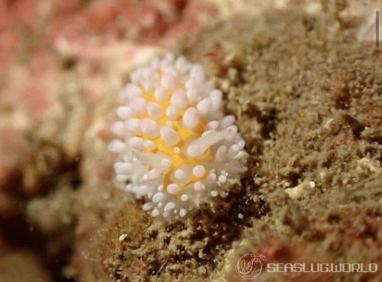 イガグリウミウシ Cadlinella ornatissima