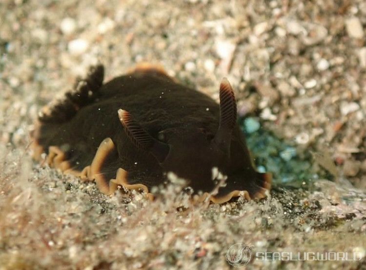 クロシタナシウミウシ Dendrodoris arborescens