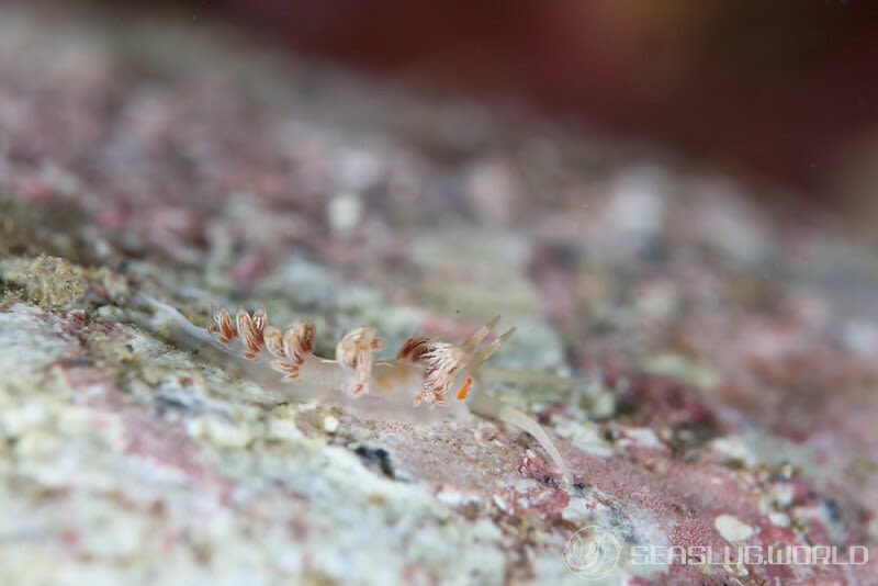 ハクセンミノウミウシ属の一種 3 Cratena sp. 3