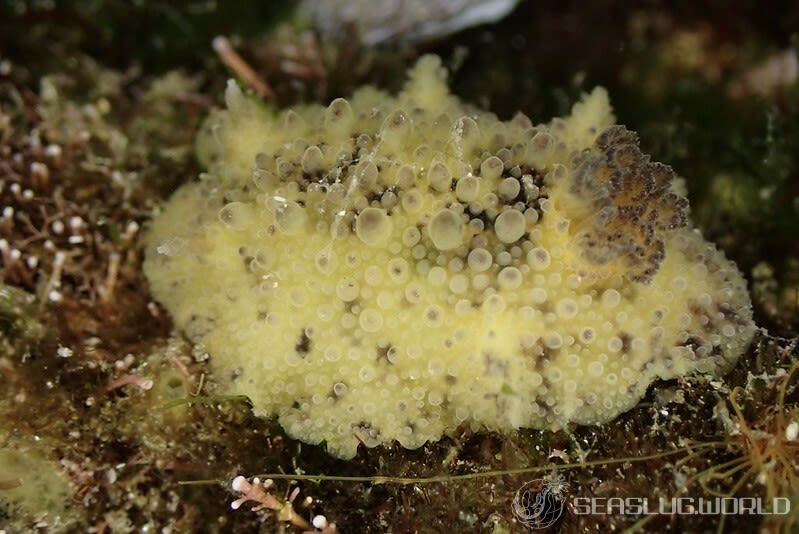 ヤマトウミウシ Homoiodoris japonica