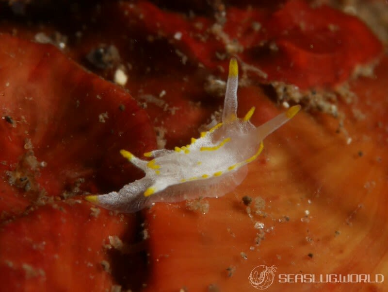 コトヒメウミウシ Goniodoridella borealis