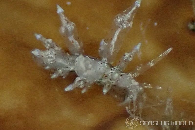 ホシアカリミノウミウシ Eubranchus sp. 5