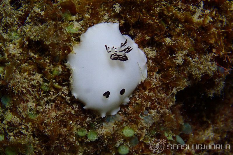 ユキダマウミウシ Hiatodoris fellowsi