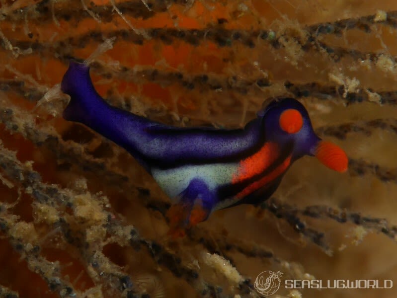 セトリュウグウウミウシ Nembrotha sp. 2