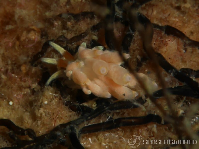 カトリオーナ・オセザキエンシス Catriona osezakiensis