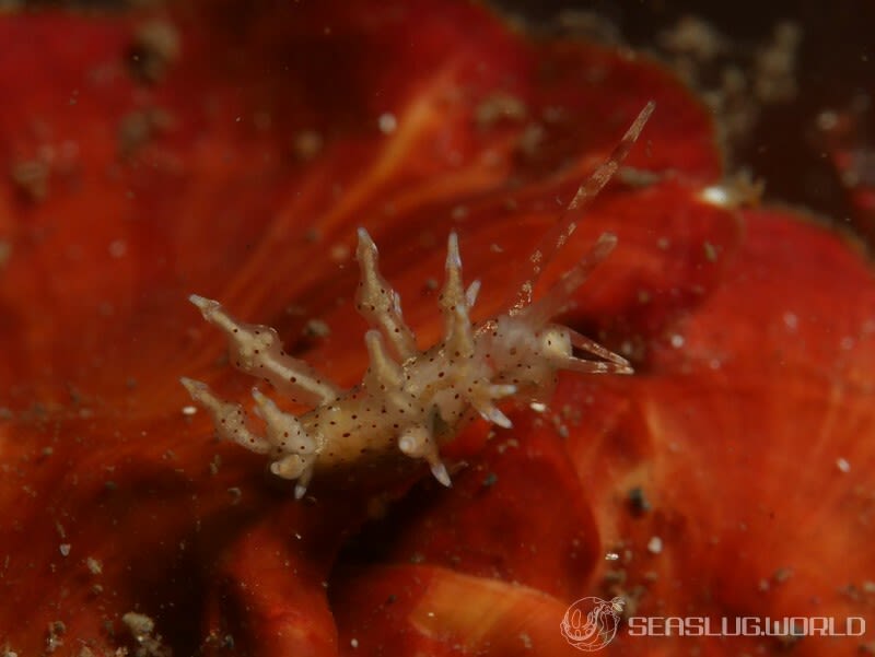 ホシアカリミノウミウシ Eubranchus sp. 5