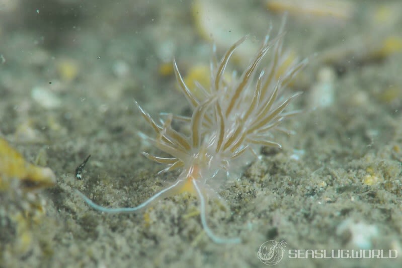 所属科不明のミノウミウシ類の一種 3 Aeolidioidea sp. 3