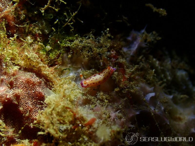 アジサイイロウミウシ Hypselodoris bertschi