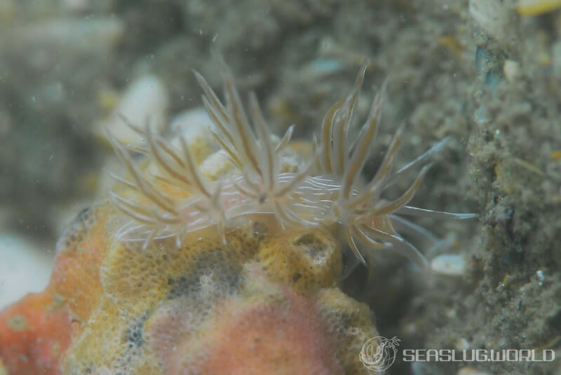 所属科不明のミノウミウシ類の一種 3 Aeolidioidea sp. 3