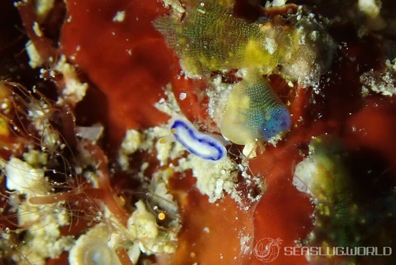 ホシゾラウミウシ Hypselodoris infucata