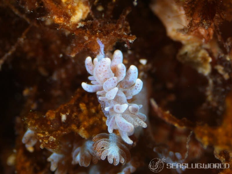 ミノウミウシの仲間 Aeolidida spp.