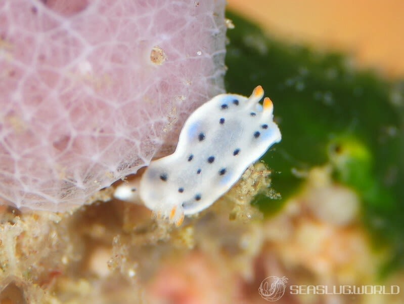 ウスイロウミウシ Hypselodoris placida