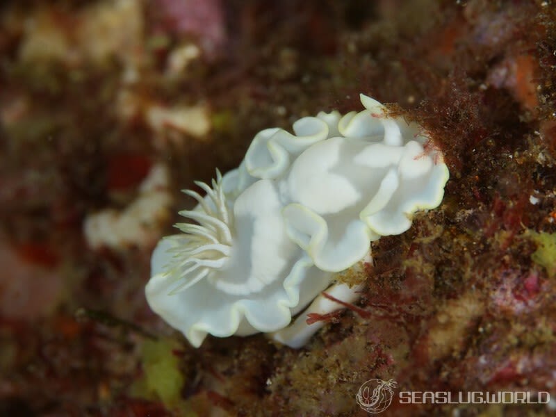 シロタエイロウミウシ Glossodoris buko