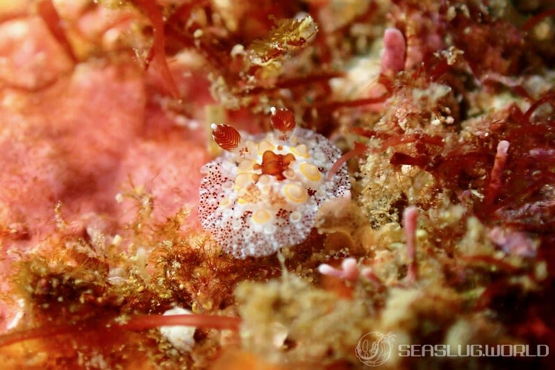 メダマヤキウミウシ Carminodoris estrelyado