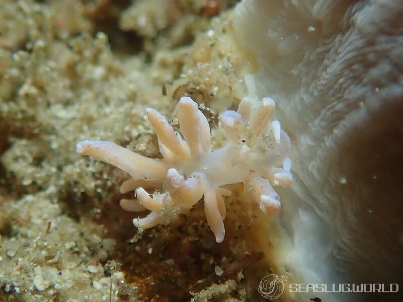 ミノウミウシの仲間 Aeolidida spp.