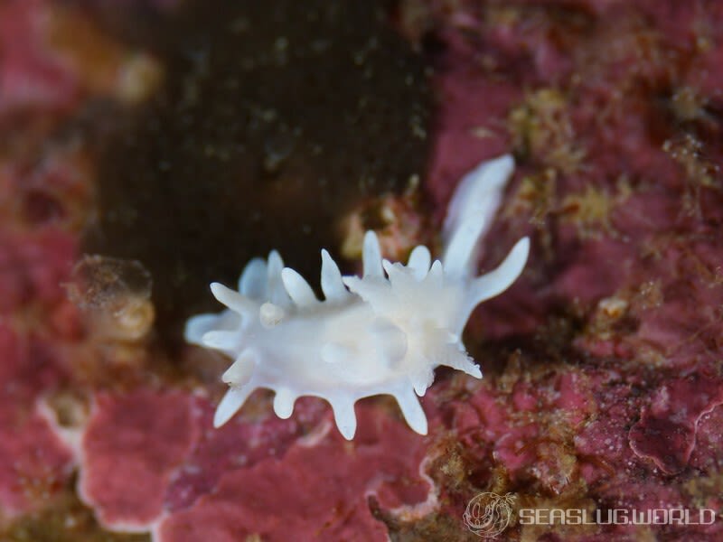 シロイバラウミウシ Bermudella japonica