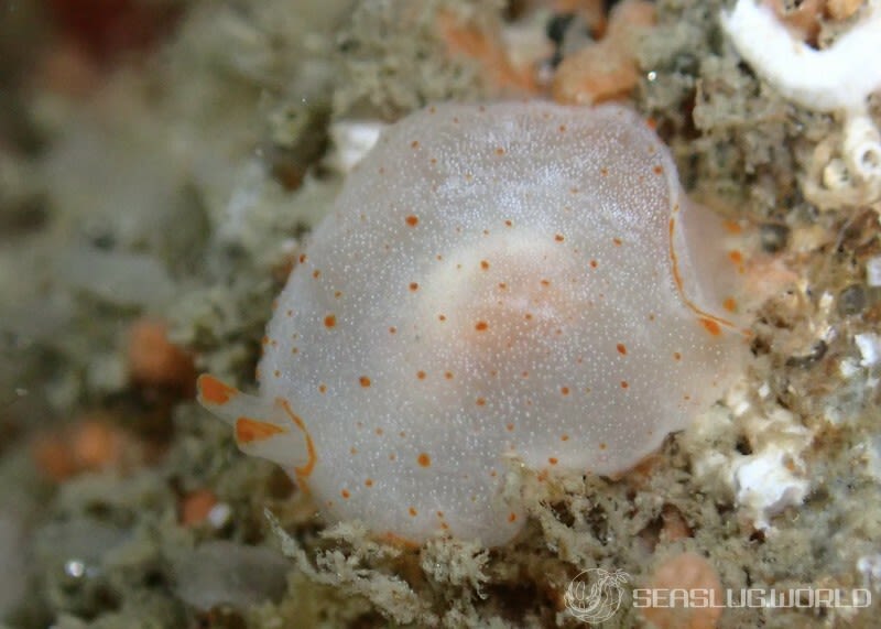 カメノコフシエラガイ Pleurobranchus peronii