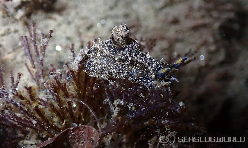 クロコソデウミウシ Polycera hedgpethi