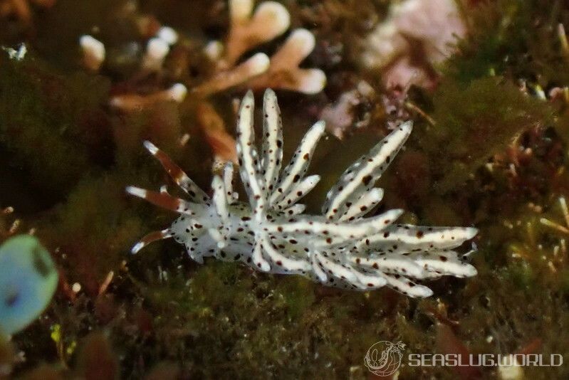 スベスベジョオウミノウミウシ Eubranchus sp. 1