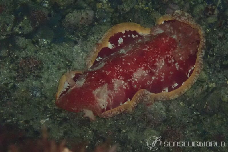 ヘキサブランクス・サングイネウス Hexabranchus sanguineus