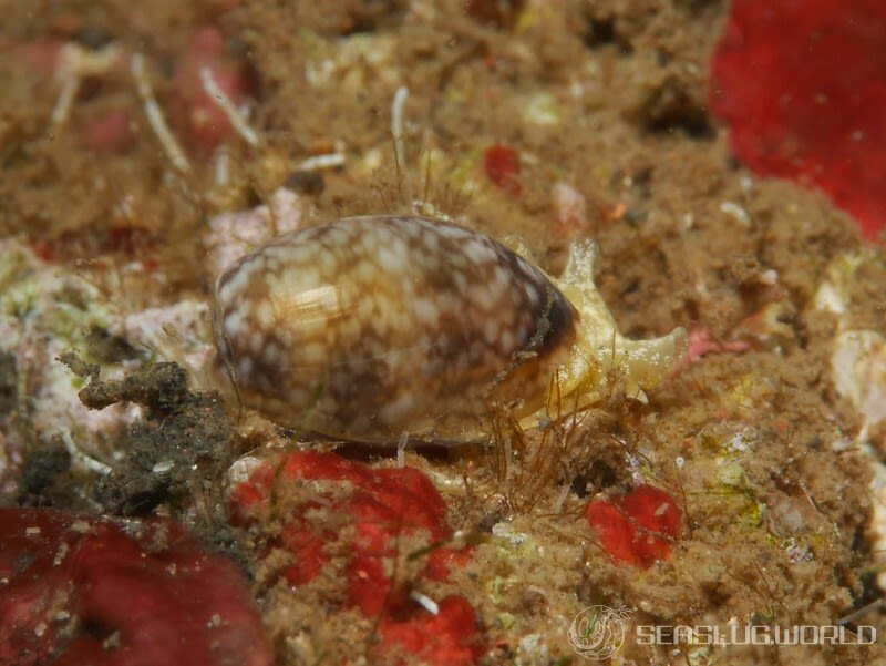 ナツメガイ Bulla vernicosa