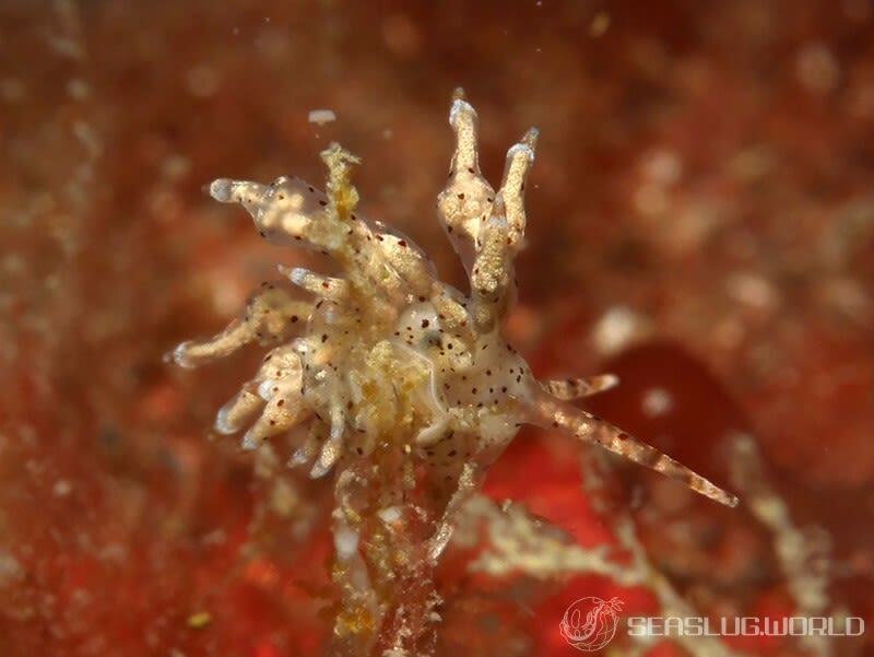 ホシアカリミノウミウシ Eubranchus sp. 5