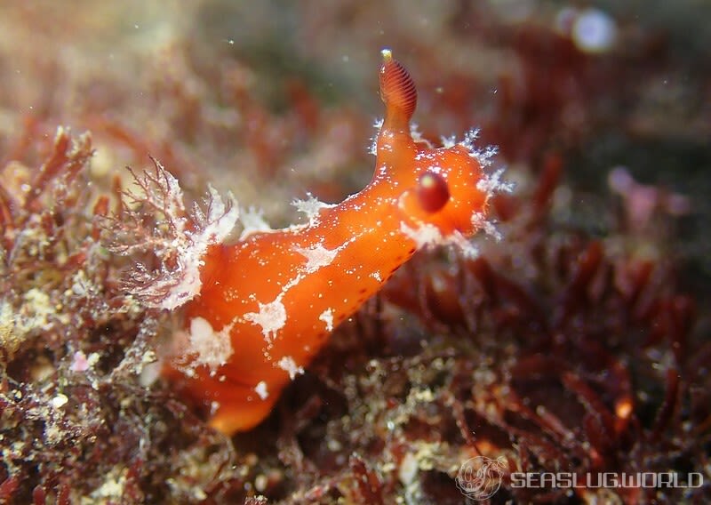 アカネヒカリウミウシ Plocamopherus maculapodium