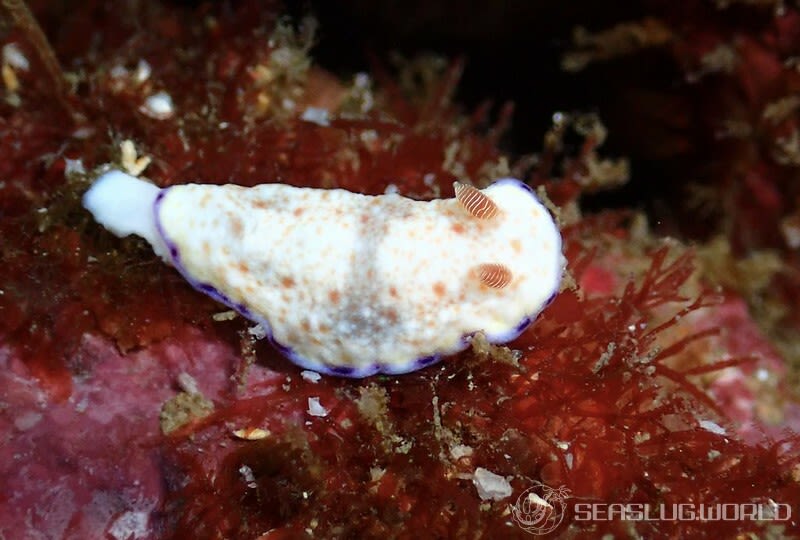 ミナミコモンウミウシ Goniobranchus cf. variatus