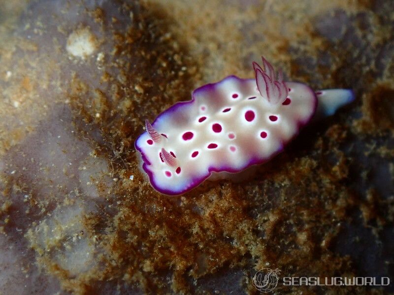 マダライロウミウシ Hypselodoris tryoni