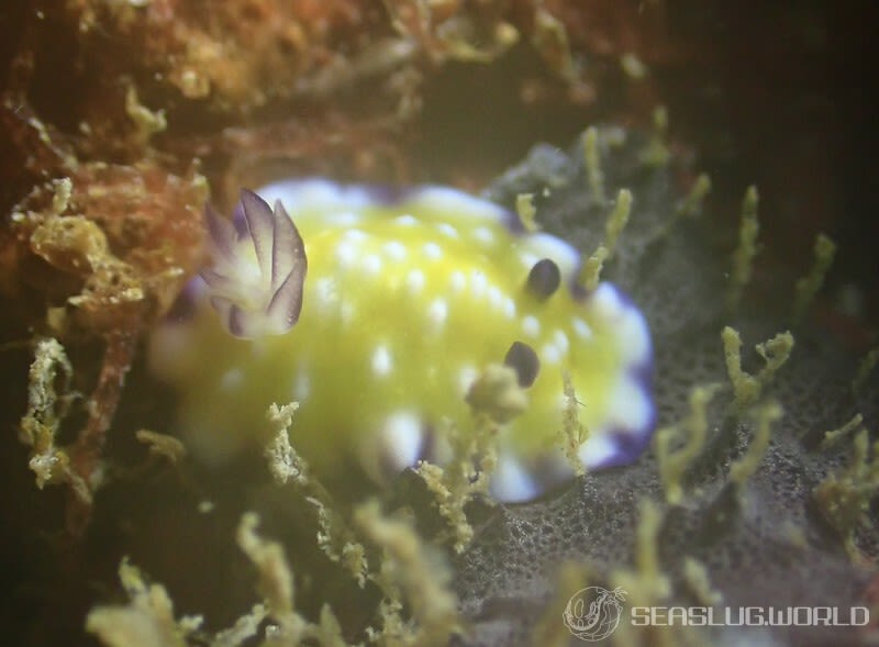 エラフリイロウミウシ Goniobranchus vibratus